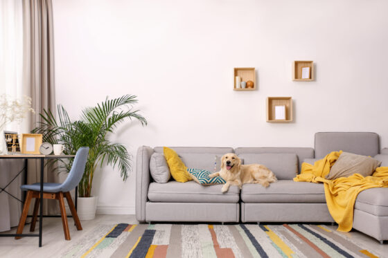 Pet-Proofing Your Home by Room